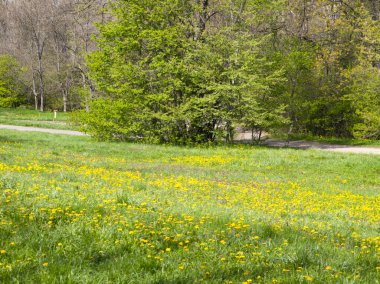 Bulgaristan 'ın Sofya kentindeki South Park' ın İnanılmaz Bahar Manzarası