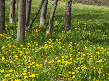 Bulgaristan 'ın Sofya kentindeki South Park' ın İnanılmaz Bahar Manzarası