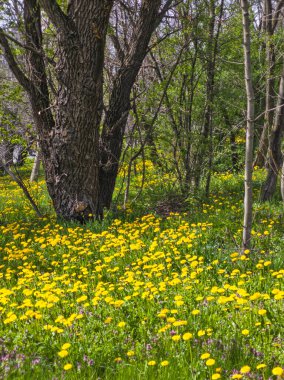 Bulgaristan 'ın Sofya kentindeki South Park' ın İnanılmaz Bahar Manzarası