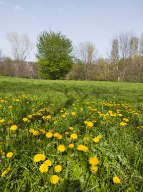Bulgaristan 'ın Sofya kentindeki South Park' ın İnanılmaz Bahar Manzarası