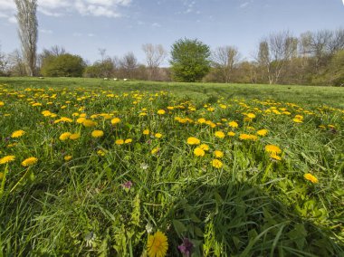 Bulgaristan 'ın Sofya kentindeki South Park' ın İnanılmaz Bahar Manzarası