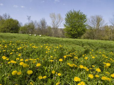 Bulgaristan 'ın Sofya kentindeki South Park' ın İnanılmaz Bahar Manzarası