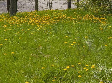 Bulgaristan 'ın Sofya kentindeki South Park' ın İnanılmaz Bahar Manzarası