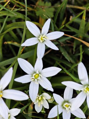 Bulgaristan 'ın Sofya kentindeki South Park' ın İnanılmaz Bahar Manzarası