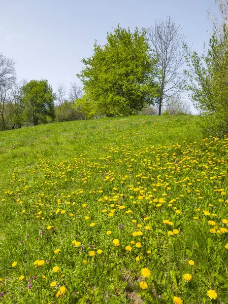 Bulgaristan 'ın Sofya kentindeki South Park' ın İnanılmaz Bahar Manzarası