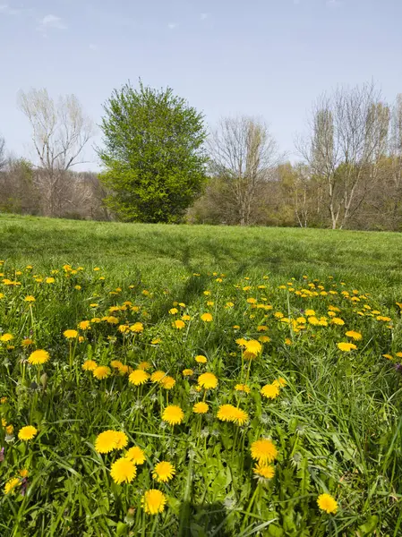 Bulgaristan 'ın Sofya kentindeki South Park' ın İnanılmaz Bahar Manzarası