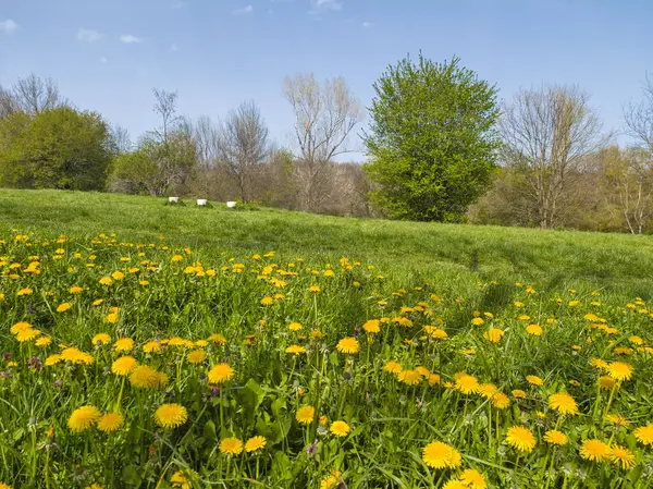 Bulgaristan 'ın Sofya kentindeki South Park' ın İnanılmaz Bahar Manzarası