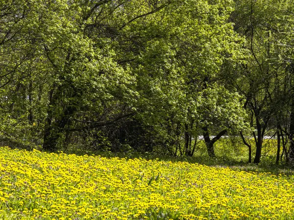 Bulgaristan 'ın Sofya kentindeki South Park' ın İnanılmaz Bahar Manzarası