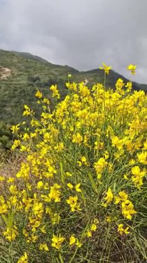 Lefkada Dağı, İyon Adaları, Yunanistan 'ın Muhteşem Bahar Manzarası