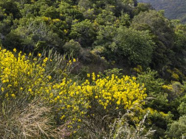 Lefkada Dağı, İyon Adaları, Yunanistan 'ın Muhteşem Bahar Manzarası