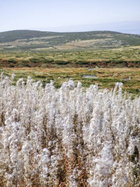 Bulgaristan 'ın Cherni Vrah zirvesi yakınlarındaki Vitosha Dağı' nın şaşırtıcı sonbahar manzarası
