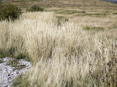Bulgaristan 'ın Cherni Vrah zirvesi yakınlarındaki Vitosha Dağı' nın şaşırtıcı sonbahar manzarası