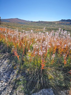 Bulgaristan 'ın Cherni Vrah zirvesi yakınlarındaki Vitosha Dağı' nın şaşırtıcı sonbahar manzarası