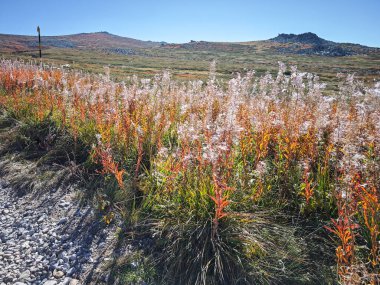 Bulgaristan 'ın Cherni Vrah zirvesi yakınlarındaki Vitosha Dağı' nın şaşırtıcı sonbahar manzarası