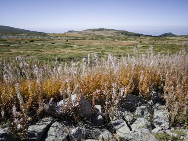 Bulgaristan 'ın Cherni Vrah zirvesi yakınlarındaki Vitosha Dağı' nın şaşırtıcı sonbahar manzarası