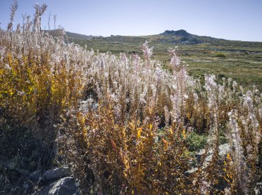 Bulgaristan 'ın Cherni Vrah zirvesi yakınlarındaki Vitosha Dağı' nın şaşırtıcı sonbahar manzarası