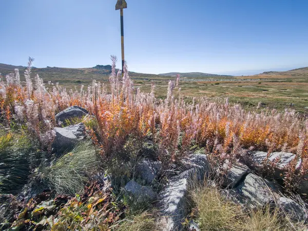 Bulgaristan 'ın Cherni Vrah zirvesi yakınlarındaki Vitosha Dağı' nın şaşırtıcı sonbahar manzarası