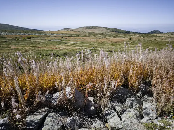 Bulgaristan 'ın Cherni Vrah zirvesi yakınlarındaki Vitosha Dağı' nın şaşırtıcı sonbahar manzarası