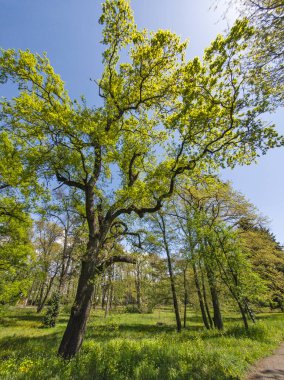 Bulgaristan 'ın Sofya kentindeki Borisova gradina (Boris Garden)' ın İnanılmaz Baharı