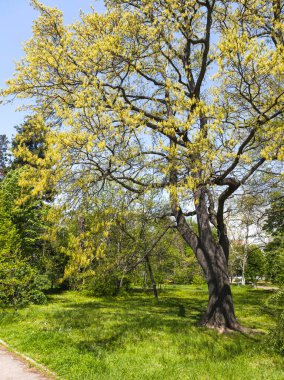 Bulgaristan 'ın Sofya kentindeki Borisova gradina (Boris Garden)' ın İnanılmaz Baharı