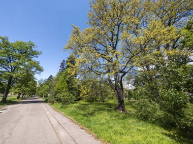 Bulgaristan 'ın Sofya kentindeki Borisova gradina (Boris Garden)' ın İnanılmaz Baharı