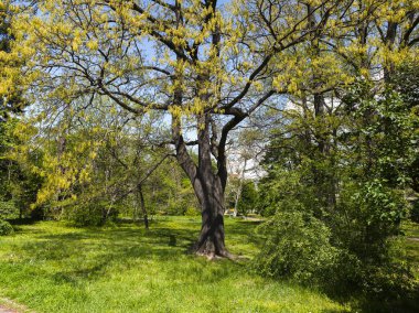 Bulgaristan 'ın Sofya kentindeki Borisova gradina (Boris Garden)' ın İnanılmaz Baharı