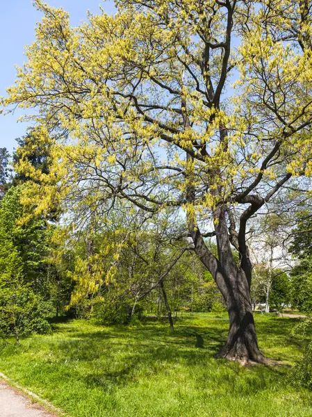 Bulgaristan 'ın Sofya kentindeki Borisova gradina (Boris Garden)' ın İnanılmaz Baharı