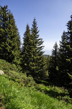 Bulgaristan 'ın Vitosha Dağı' nın Muhteşem Bahar Panoraması
