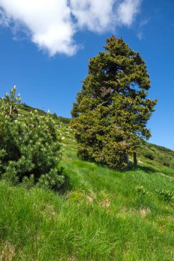 Bulgaristan 'ın Vitosha Dağı' nın Muhteşem Bahar Panoraması