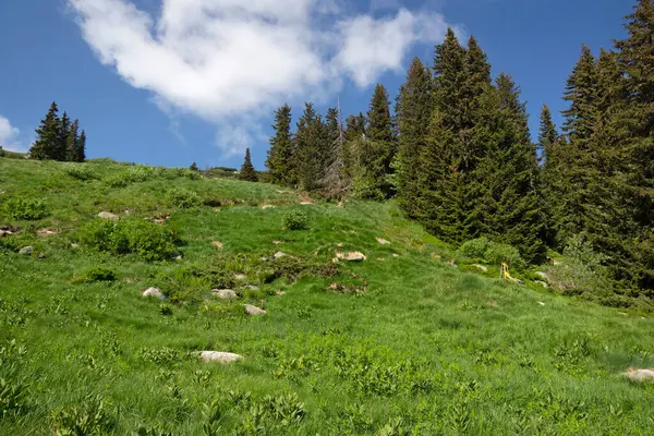 Bulgaristan 'ın Vitosha Dağı' nın Muhteşem Bahar Panoraması