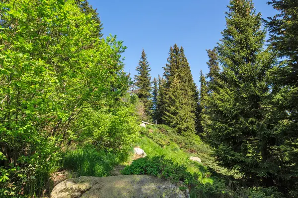 Bulgaristan 'ın Vitosha Dağı' nın Muhteşem Bahar Panoraması