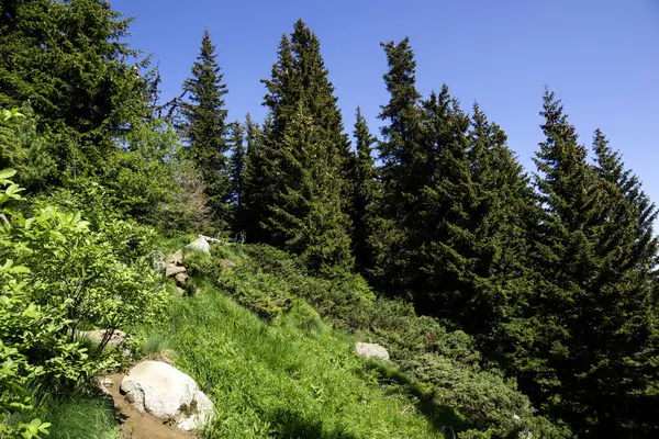 Bulgaristan 'ın Vitosha Dağı' nın Muhteşem Bahar Panoraması