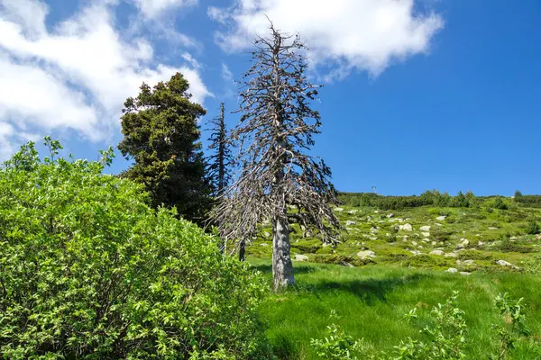 Bulgaristan 'ın Vitosha Dağı' nın Muhteşem Bahar Panoraması