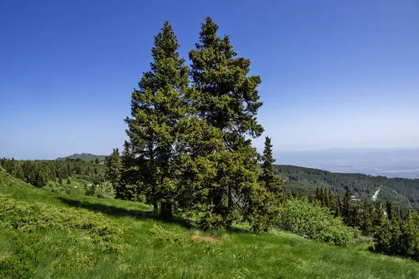 Bulgaristan 'ın Vitosha Dağı' nın Muhteşem Bahar Panoraması