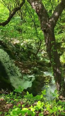 Bulgaristan 'ın Filibe bölgesindeki Rodos Dağı' nda Bachkovo şelaleleri çağlıyor