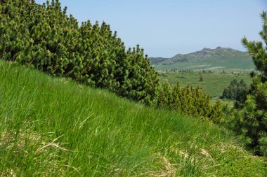 Bulgaristan 'ın Vitosha Dağı' nın Muhteşem Bahar Panoraması