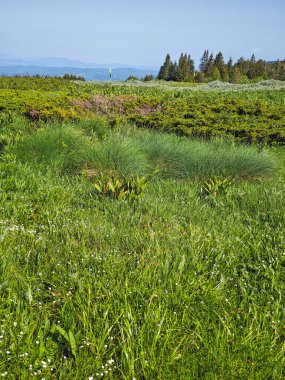 Bulgaristan 'ın Vitosha Dağı' nın Muhteşem Bahar Panoraması