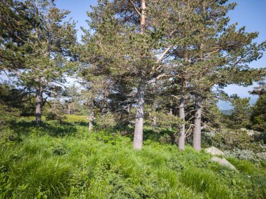 Bulgaristan 'ın Vitosha Dağı' nın Muhteşem Bahar Panoraması