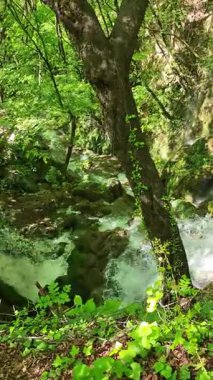 Bulgaristan 'ın Filibe bölgesindeki Rodos Dağı' nda Bachkovo şelaleleri çağlıyor