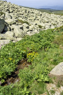 Bulgaristan 'ın Vitosha Dağı' nın İnanılmaz Bahar Manzarası
