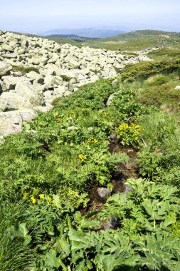 Bulgaristan 'ın Vitosha Dağı' nın İnanılmaz Bahar Manzarası