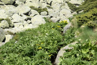 Bulgaristan 'ın Vitosha Dağı' nın İnanılmaz Bahar Manzarası