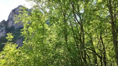 Bulgaristan 'ın Tran kenti yakınlarındaki Erma Nehri Boğazı' nın şaşırtıcı yaz manzarası