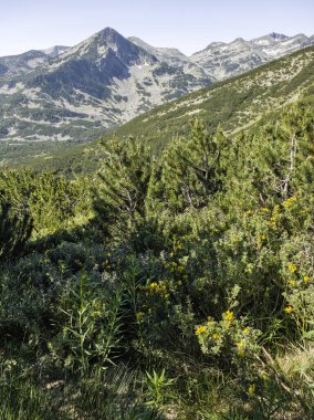 Bulgaristan 'ın Popovo Gölü yakınlarındaki Pirin Dağı' nın İnanılmaz Yaz Manzarası