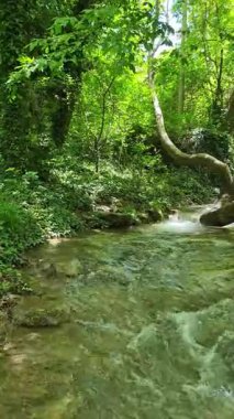 Bulgaristan 'ın Filibe bölgesindeki Rodos Dağı' nda Bachkovo şelaleleri çağlıyor