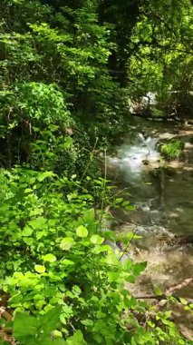 Bulgaristan 'ın Filibe bölgesindeki Rodos Dağı' nda Bachkovo şelaleleri çağlıyor