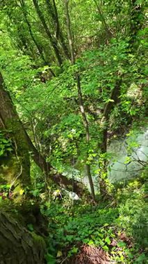 Bulgaristan 'ın Filibe bölgesindeki Rodos Dağı' nda Bachkovo şelaleleri çağlıyor