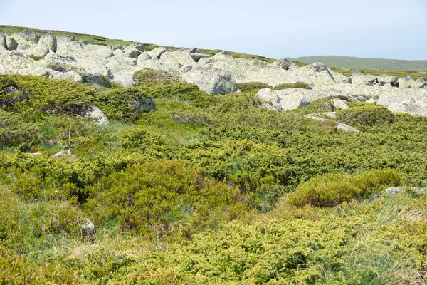 Bulgaristan 'ın Cherni Vrah kenti yakınlarındaki Vitosha Dağı' nın Bahar Manzarası