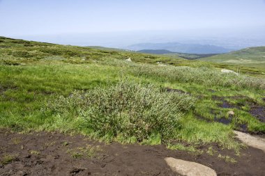 Bulgaristan 'ın Cherni Vrah kenti yakınlarındaki Vitosha Dağı' nın Bahar Manzarası