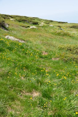 Bulgaristan 'ın Cherni Vrah kenti yakınlarındaki Vitosha Dağı' nın Bahar Manzarası